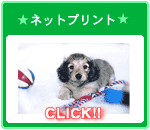 print.gif